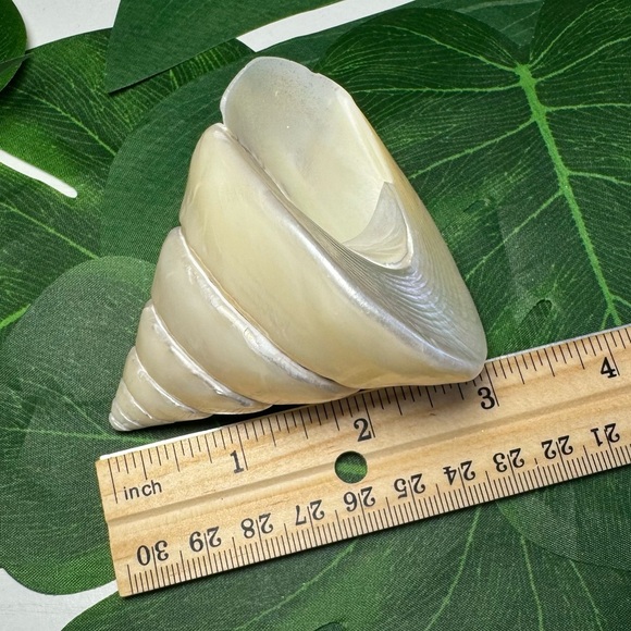 LARGE PEARLIZED COMMERCIAL TROCHUS TOP SHELL DISPLAY COLLECTOR SEASHELL COASTAL - Picture 15 of 15